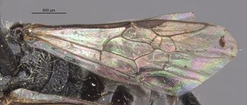 Media type: image;   Entomology 32864 Aspect: Wing front